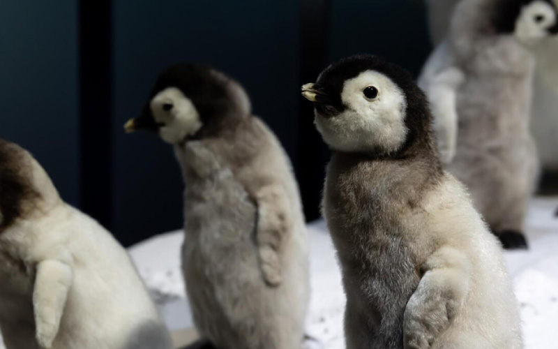 Penguin Parade at Phillip Island - a must-see Melbourne day trip destination